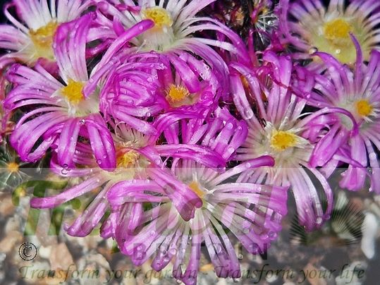 Trichodiadema densum