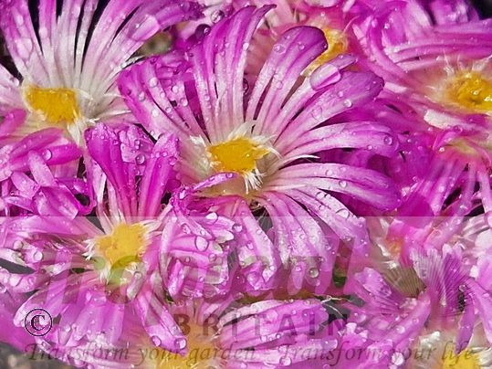 Trichodiadema densum