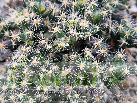Trichodiadema densum