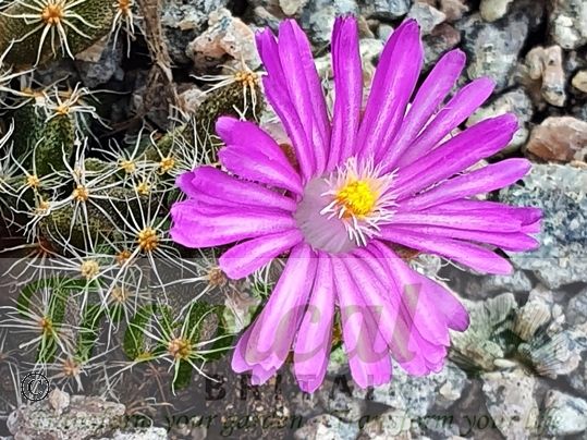 Trichodiadema densum