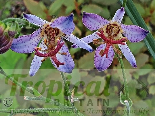 Tricyrtis formosana 'Adbane'