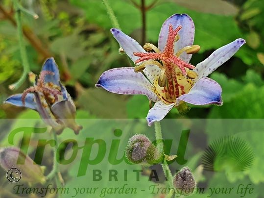 Tricyrtis formosana 'Adbane'