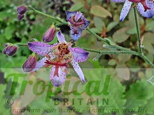 Tricyrtis formosana 'Adbane'