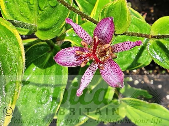 Tricyrtis formosana 'Samurai'