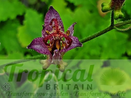 Tricyrtis formosana 'Samurai'