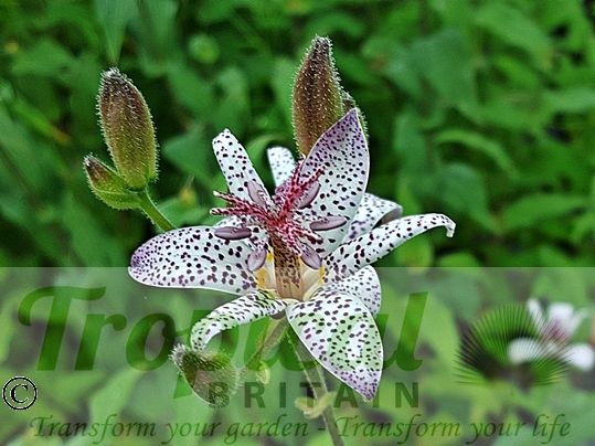 Tricyrtis hirta