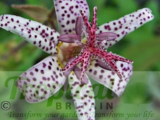 Tricyrtis hirta 'Albomarginata'