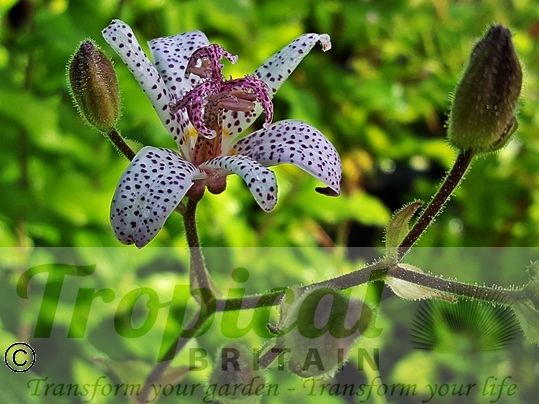 Tricyrtis hirta