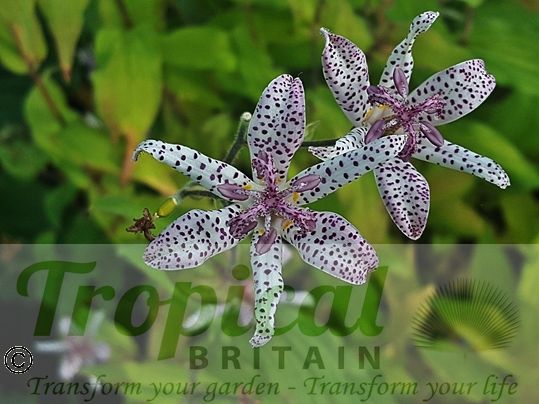 Tricyrtis hirta