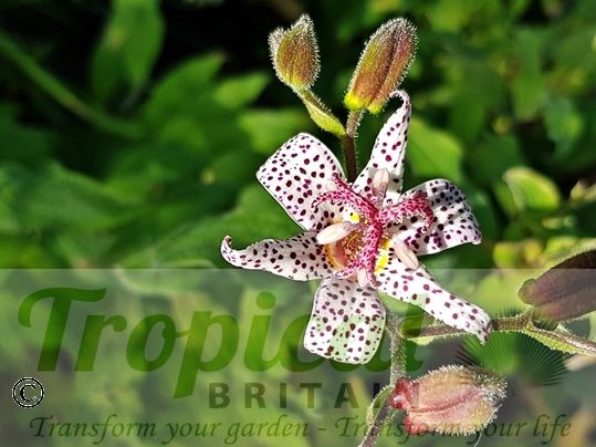 Tricyrtis hirta