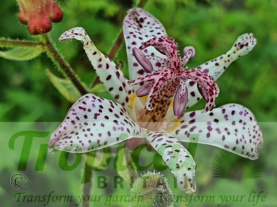 Tricyrtis hirta