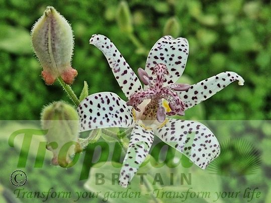 Tricyrtis hirta