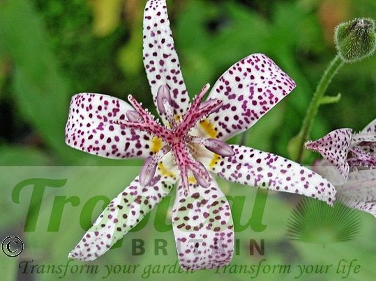 Tricyrtis hirta - Toad Lily