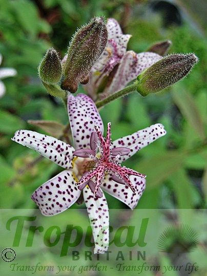 Tricyrtis hirta