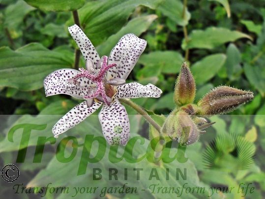 Tricyrtis hirta
