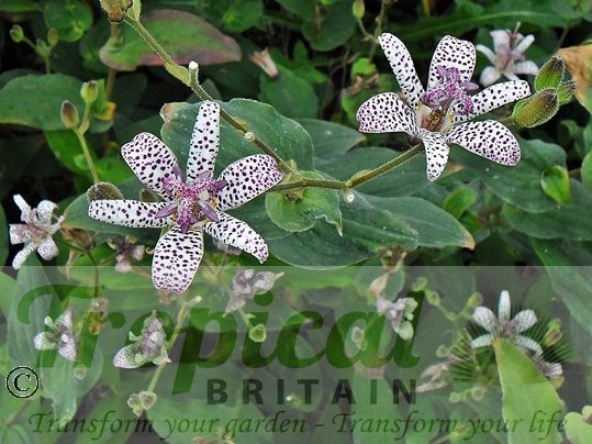 Tricyrtis hirta