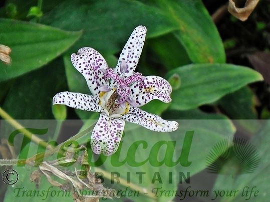 Tricyrtis hirta