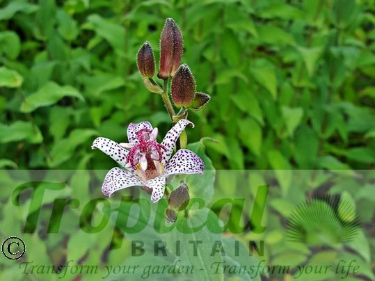 Tricyrtis hirta