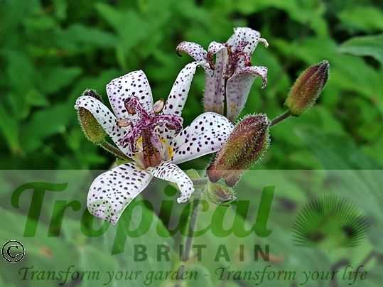 Tricyrtis hirta