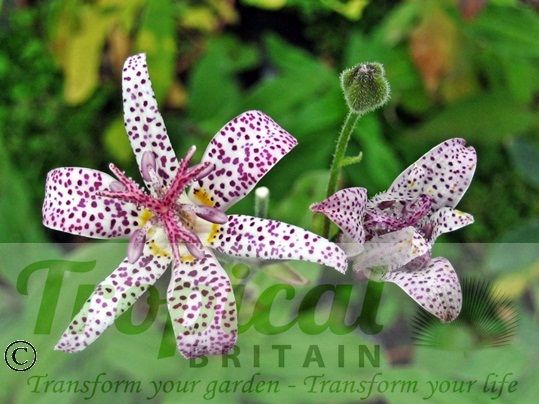 Tricyrtis hirta