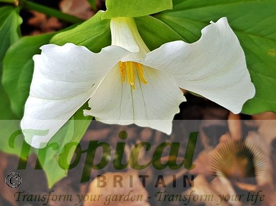 Trillium grandiflorum