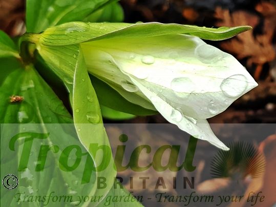 Trillium grandiflorum