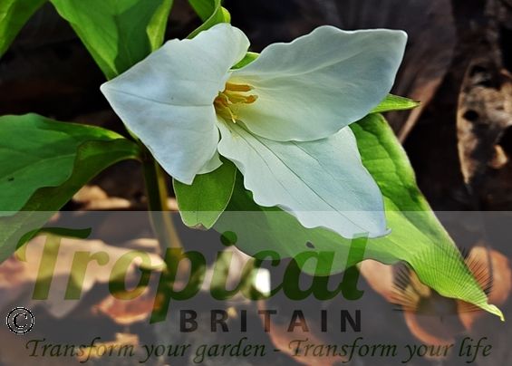 Trillium grandiflorum