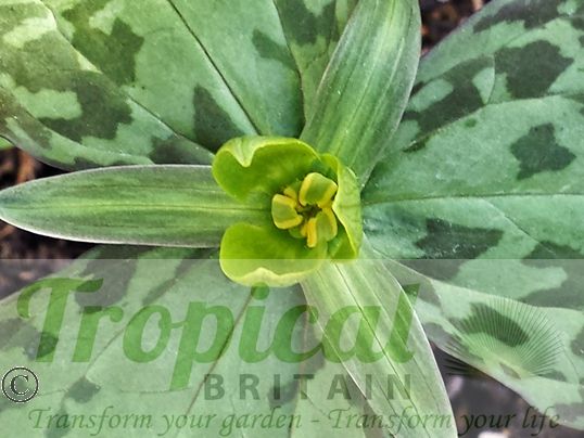 Trillium luteum