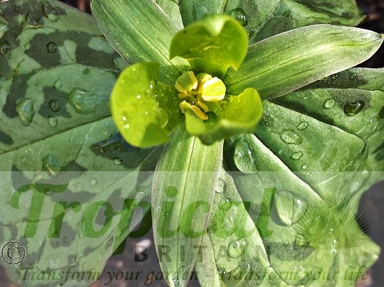 Trillium luteum