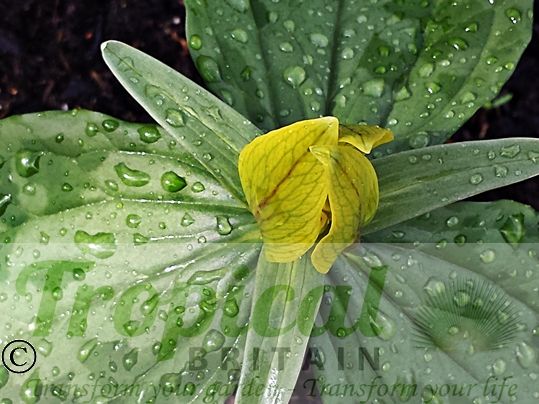 Trillium luteum