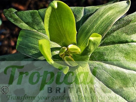 Trillium luteum