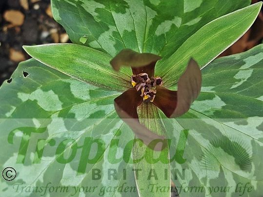 Trillium sessile