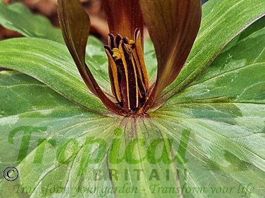 Trillium sessile