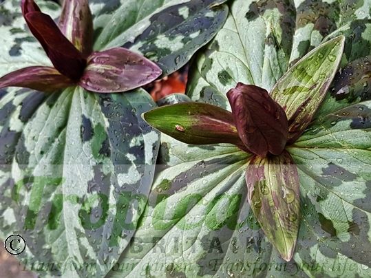 Trillium sessile
