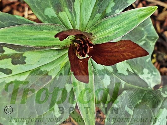 Trillium sessile
