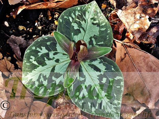 Trillium sessile
