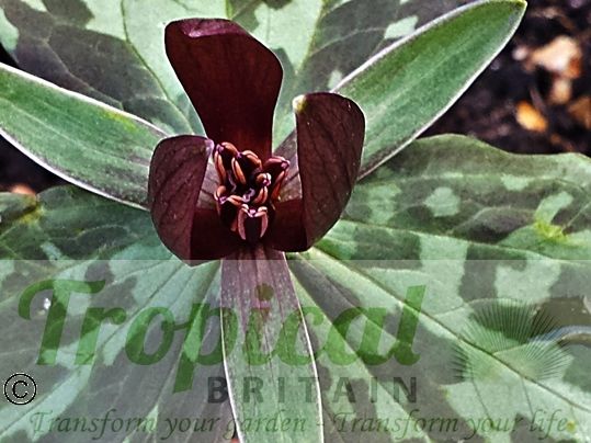 Trillium sessile
