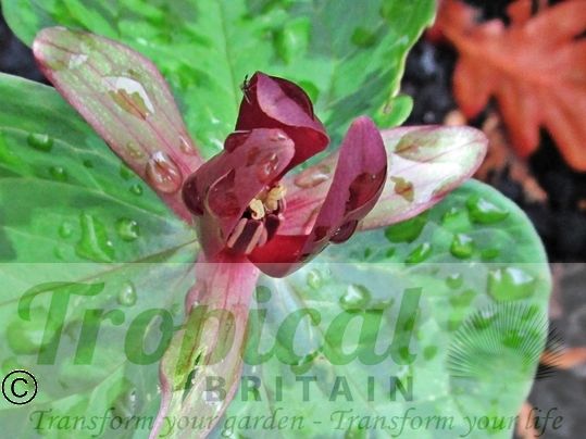 Trillium sessile