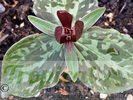 Trillium sessile