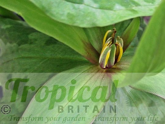 Trillium sessile - an uncommon green-flowered form of this choice woodlander...﻿