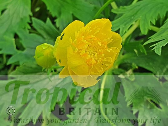 Trollius europaeus
