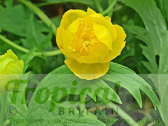 Trollius europaeus