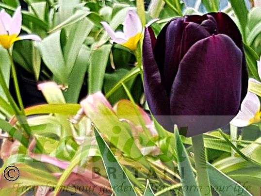 Tulipa 'Black Charm'