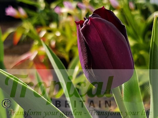 Tulipa 'Black Charm'