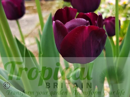 Tulipa 'Black Charm'