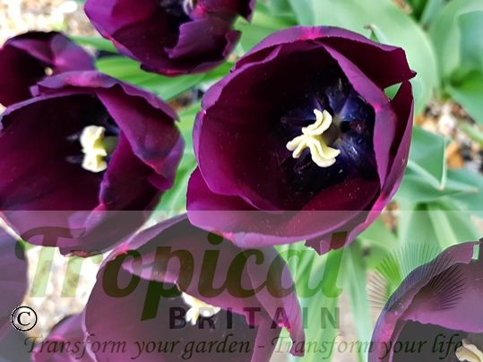 Tulipa 'Black Charm'