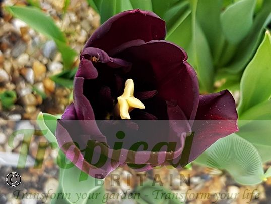 Tulipa 'Black Charm'