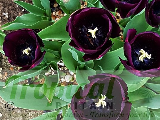 Tulipa 'Black Charm'