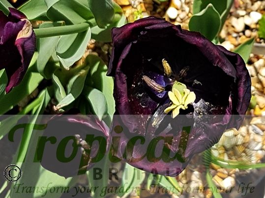 Tulipa 'Black Charm'
