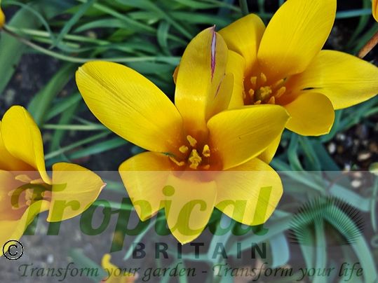 Tulipa clusiana
